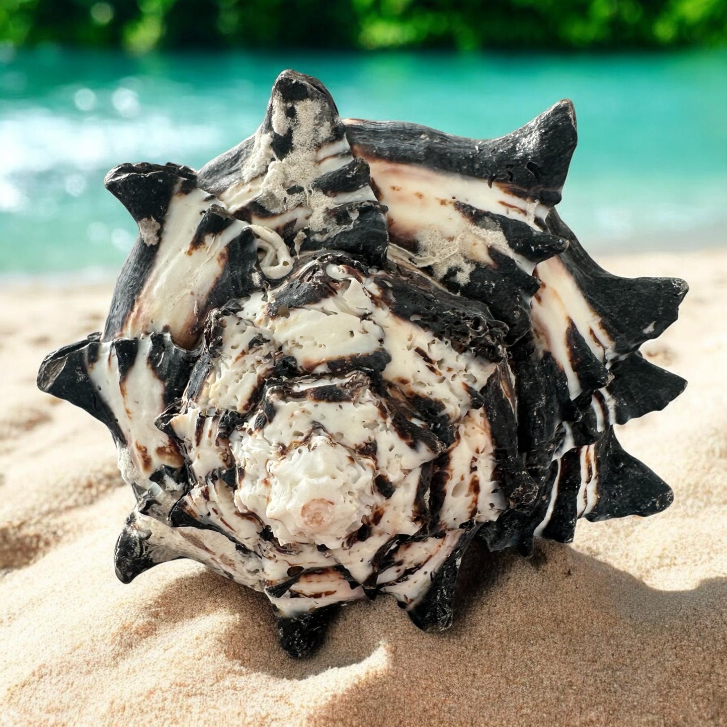 Large Conch Seashell Black White Spiky Real Rare Natural Big Decorative Sea Shells Coastal Beach Home Decor Ocean Decoration Collection Gift