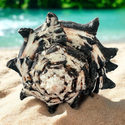 Large Conch Seashell Black White Spiky Real Rare Natural Big Decorative Sea Shells Coastal Beach Home Decor Ocean Decoration Collection Gift