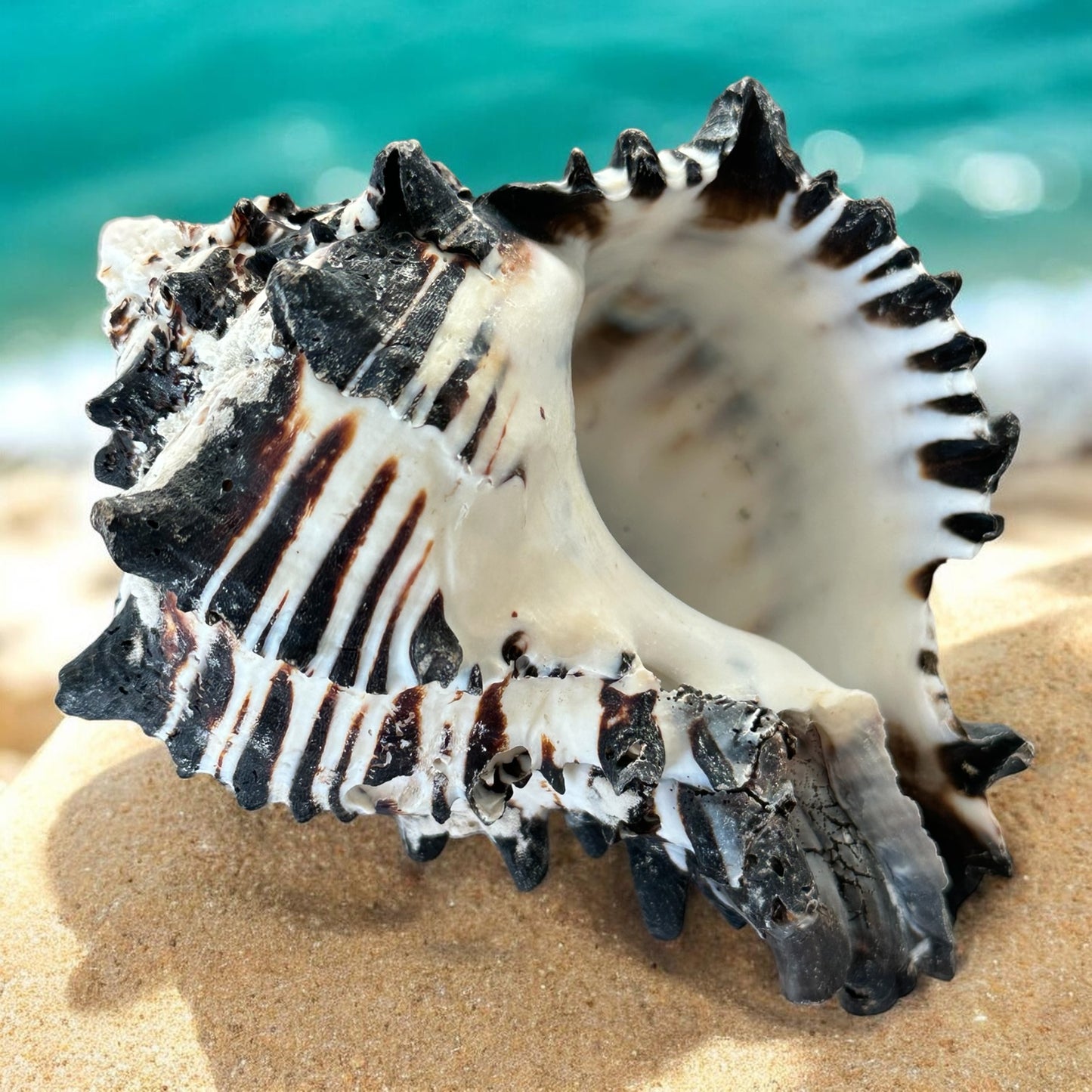Large Conch Seashell Black White Spiky Real Rare Natural Big Decorative Sea Shells Coastal Beach Home Decor Ocean Decoration Collection Gift