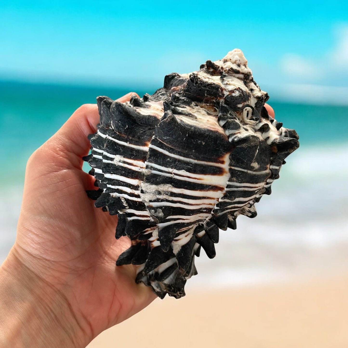 Large Conch Seashell Black White Spiky Real Rare Natural Big Decorative Sea Shells Coastal Beach Home Decor Ocean Decoration Collection Gift