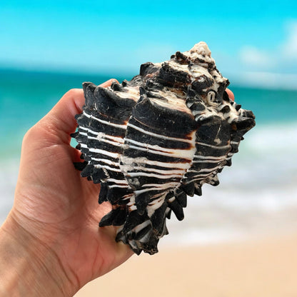 Large Conch Seashell Black White Spiky Real Rare Natural Big Decorative Sea Shells Coastal Beach Home Decor Ocean Decoration Collection Gift