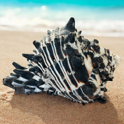 Large Conch Seashell Black White Spiky Real Rare Natural Big Decorative Sea Shells Coastal Beach Home Decor Ocean Decoration Collection Gift