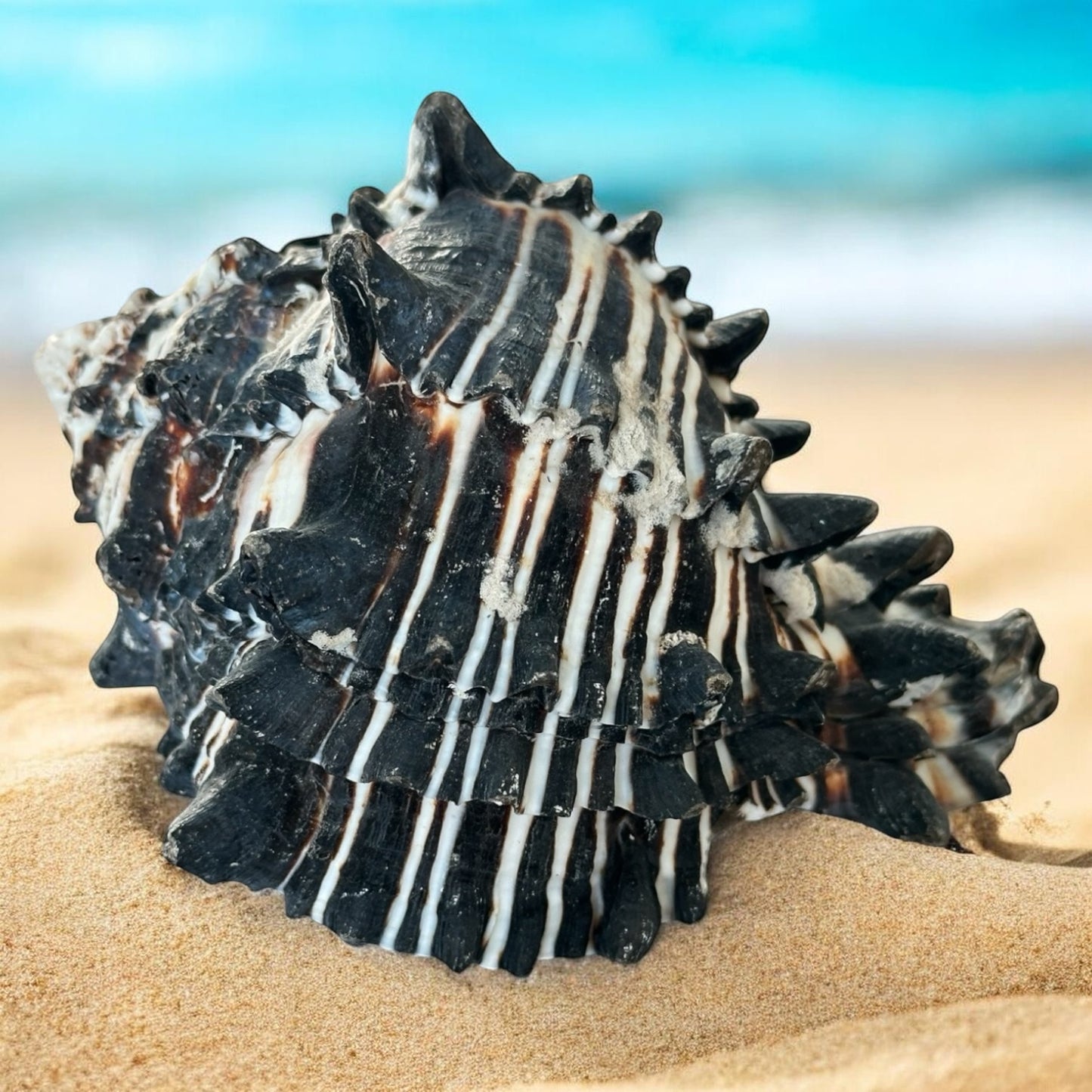 Large Conch Seashell Black White Spiky Real Rare Natural Big Decorative Sea Shells Coastal Beach Home Decor Ocean Decoration Collection Gift
