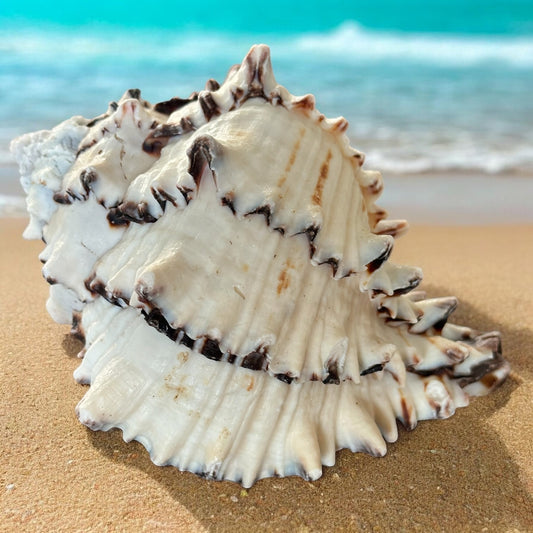 Conch Seashell Black White Spiky Real Rare Natural Big Decorative Sea Shells Coastal Beach Home Decor Ocean Decoration Collection Gift