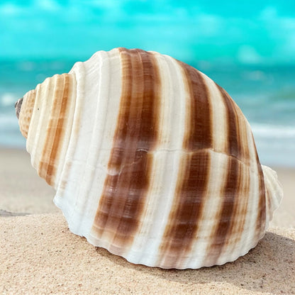 Large Conch Seashell Orange Round Brown Pattern Rare Natural Big Ocean Sea Shell Coastal Home Decor Nautical Centerpiece Beach House Aquarium Decoration