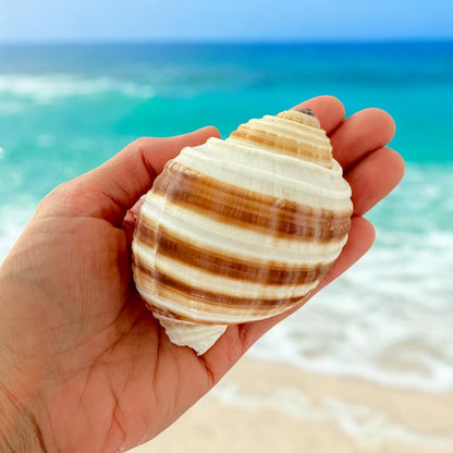Large Conch Seashell Orange Round Brown Pattern Rare Natural Big Ocean Sea Shell Coastal Home Decor Nautical Centerpiece Beach House Aquarium Decoration