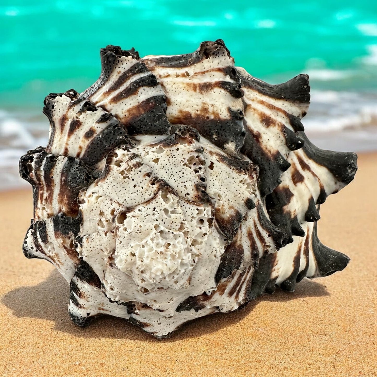 Large Conch Seashell Black White Spiky Real Rare Natural Big Decorative Sea Shells Coastal Beach Home Decor Ocean Decoration Collection Gift