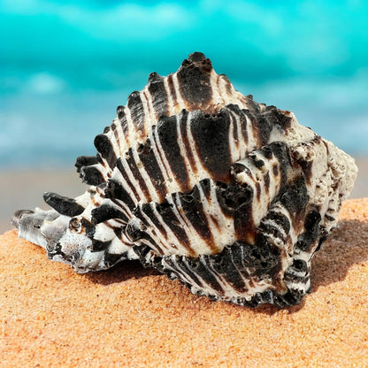 Large Conch Seashell Black White Spiky Real Rare Natural Big Decorative Sea Shells Coastal Beach Home Decor Ocean Decoration Collection Gift