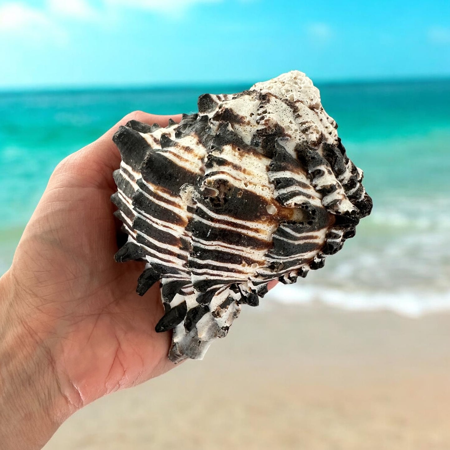 Large Conch Seashell Black White Spiky Real Rare Natural Big Decorative Sea Shells Coastal Beach Home Decor Ocean Decoration Collection Gift