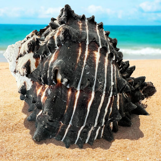 Large Conch Seashell Black White Spiky Real Rare Natural Big Decorative Sea Shells Coastal Beach Home Decor Ocean Decoration Collection Gift