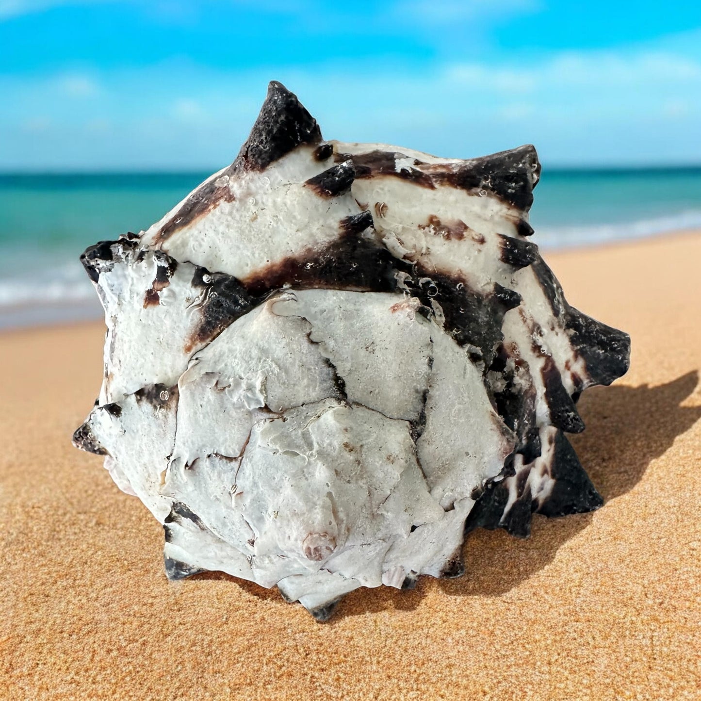 Large Conch Seashell Black White Spiky Real Rare Natural Big Decorative Sea Shells Coastal Beach Home Decor Ocean Decoration Collection Gift
