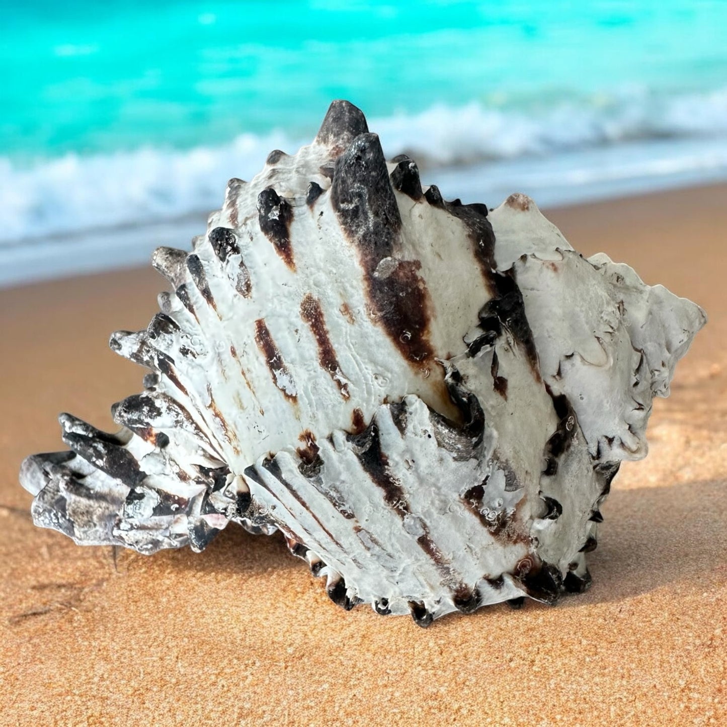 Large Conch Seashell Black White Spiky Real Rare Natural Big Decorative Sea Shells Coastal Beach Home Decor Ocean Decoration Collection Gift