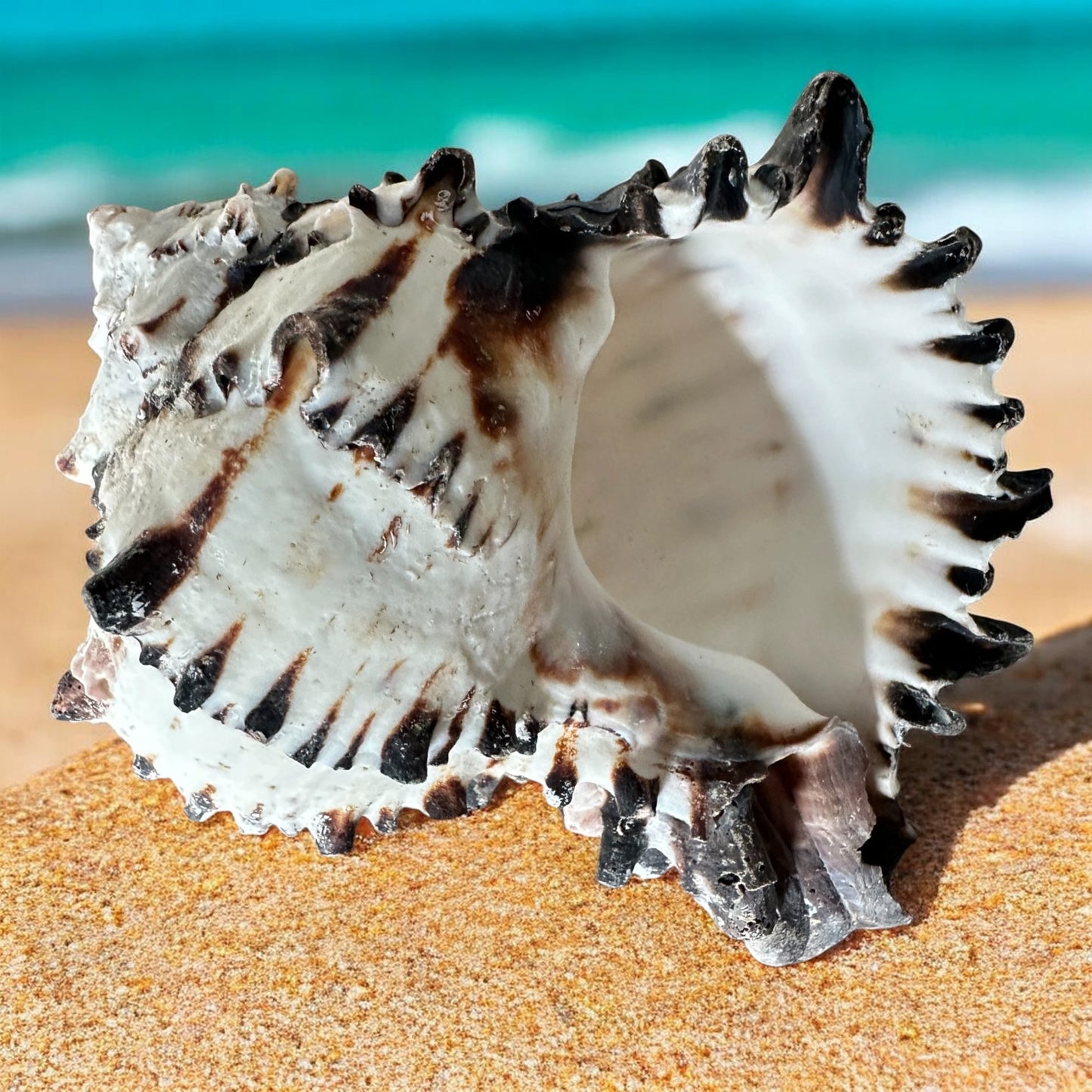 Large Conch Seashell Black White Spiky Real Rare Natural Big Decorative Sea Shells Coastal Beach Home Decor Ocean Decoration Collection Gift