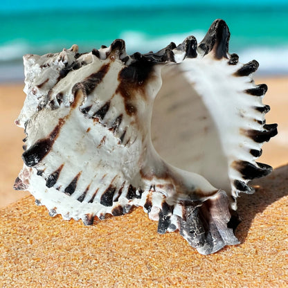 Large Conch Seashell Black White Spiky Real Rare Natural Big Decorative Sea Shells Coastal Beach Home Decor Ocean Decoration Collection Gift
