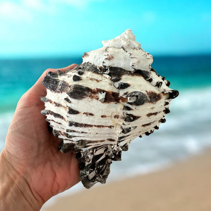 Large Conch Seashell Black White Spiky Real Rare Natural Big Decorative Sea Shells Coastal Beach Home Decor Ocean Decoration Collection Gift