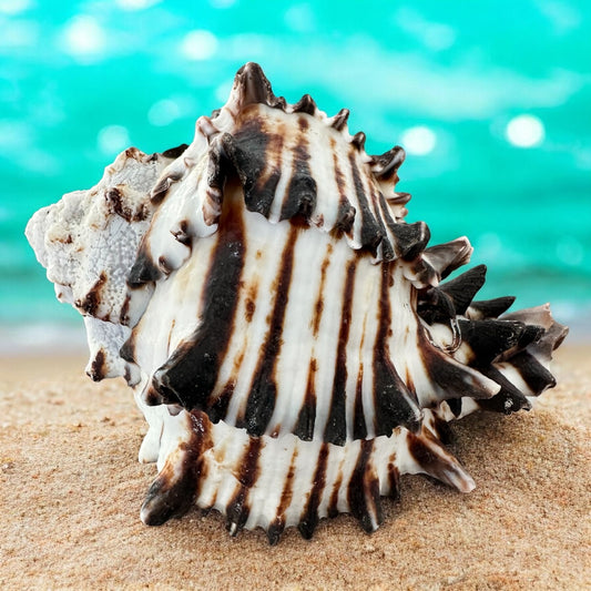 Large Conch Seashell Black White Spiky Real Rare Natural Big Decorative Sea Shells Coastal Beach Home Decor Ocean Decoration Collection Gift