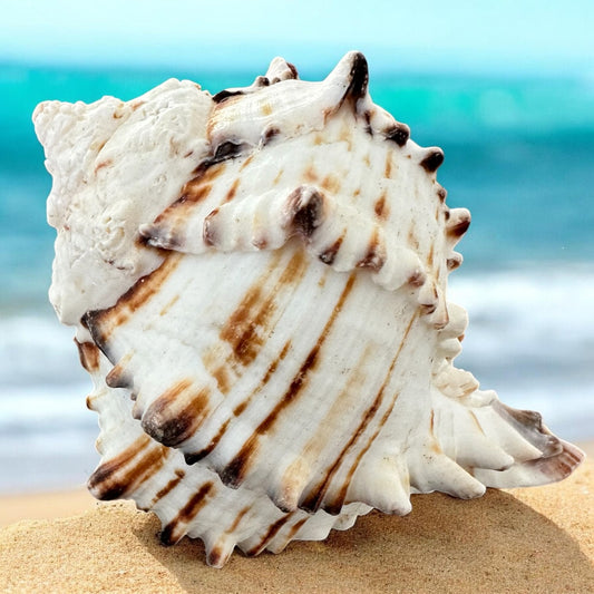 Large Conch Seashell Black White Spiky Real Rare Natural Big Decorative Sea Shells Coastal Beach Home Decor Ocean Decoration Collection Gift
