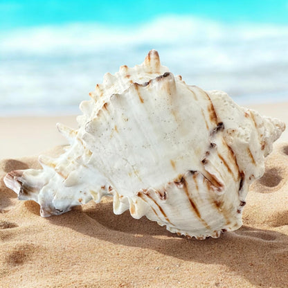 Large Conch Seashell Black White Spiky Real Rare Natural Big Decorative Sea Shells Coastal Beach Home Decor Ocean Decoration Collection Gift