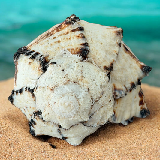 Large Conch Seashell Black White Spiky Real Rare Natural Big Decorative Sea Shells Coastal Beach Home Decor Ocean Decoration Collection Gift