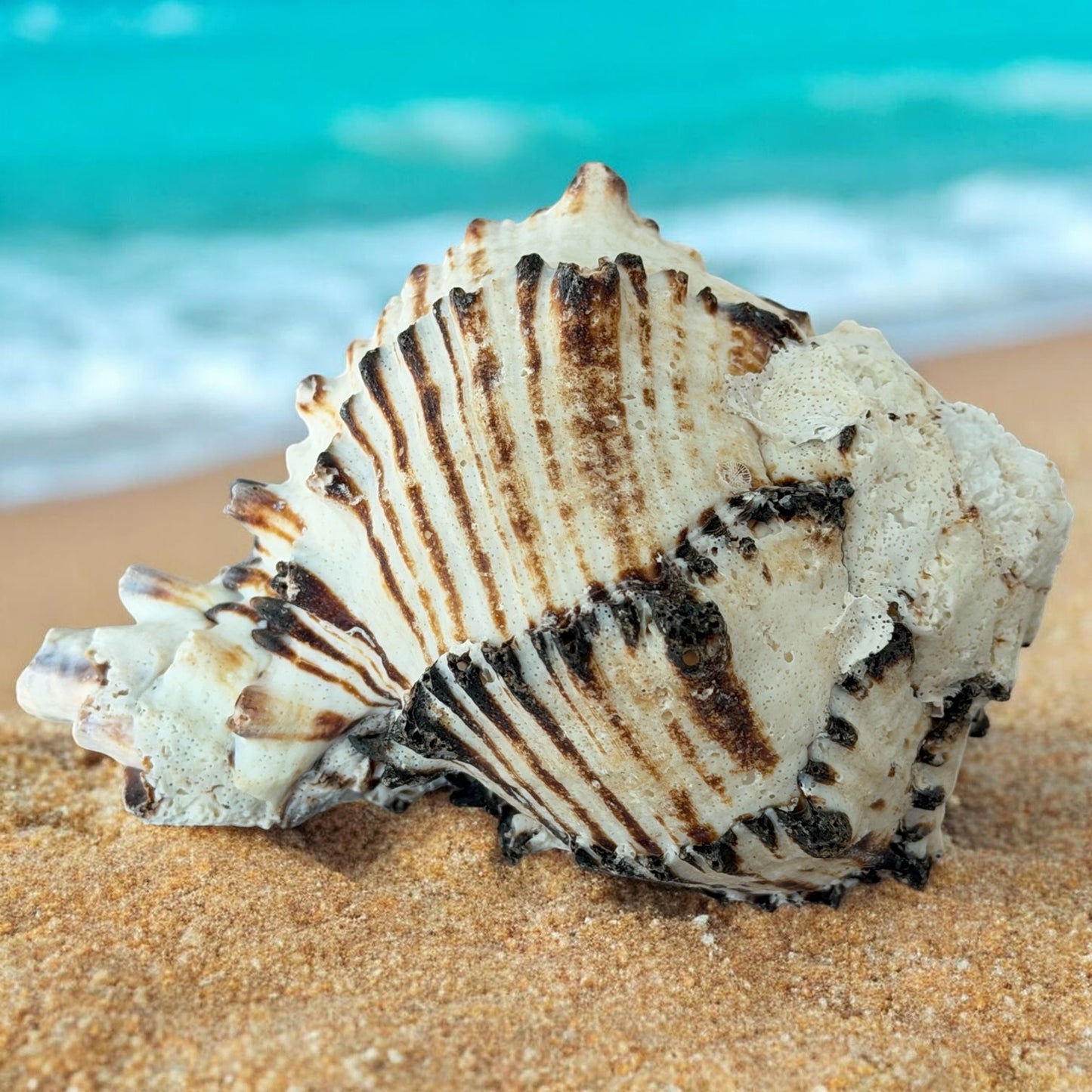Large Conch Seashell Black White Spiky Real Rare Natural Big Decorative Sea Shells Coastal Beach Home Decor Ocean Decoration Collection Gift