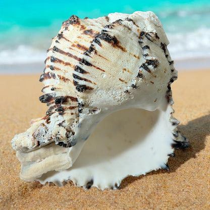 Large Conch Seashell Black White Spiky Real Rare Natural Big Decorative Sea Shells Coastal Beach Home Decor Ocean Decoration Collection Gift