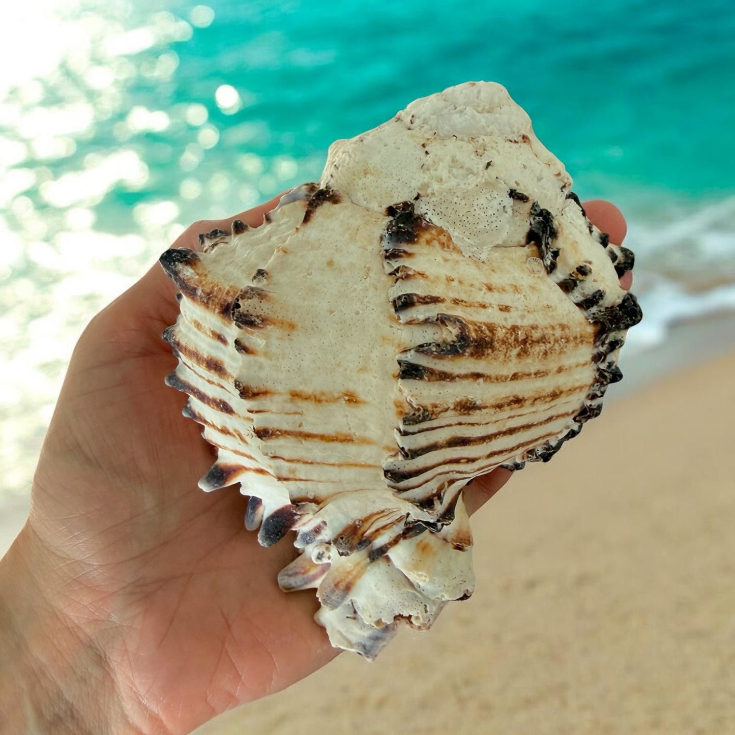 Large Conch Seashell Black White Spiky Real Rare Natural Big Decorative Sea Shells Coastal Beach Home Decor Ocean Decoration Collection Gift