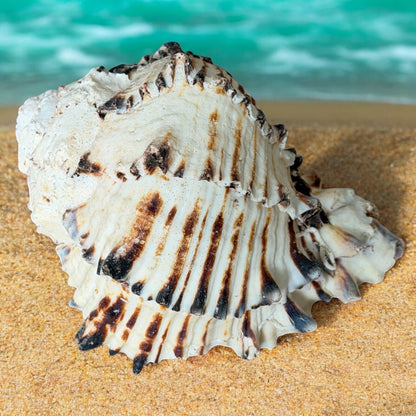 Large Conch Seashell Black White Spiky Real Rare Natural Big Decorative Sea Shells Coastal Beach Home Decor Ocean Decoration Collection Gift