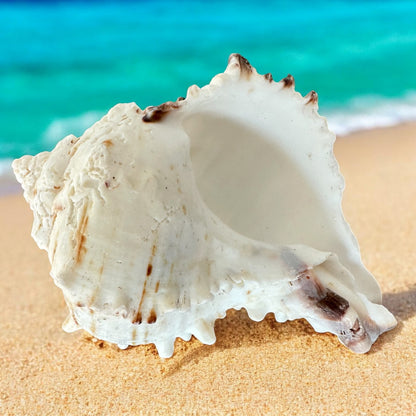 Large Conch Seashell Black White Spiky Real Rare Natural Big Decorative Sea Shells Coastal Beach Home Decor Ocean Decoration Collection Gift