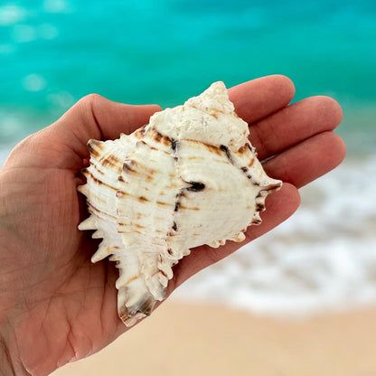 Large Conch Seashell Black White Spiky Real Rare Natural Big Decorative Sea Shells Coastal Beach Home Decor Ocean Decoration Collection Gift