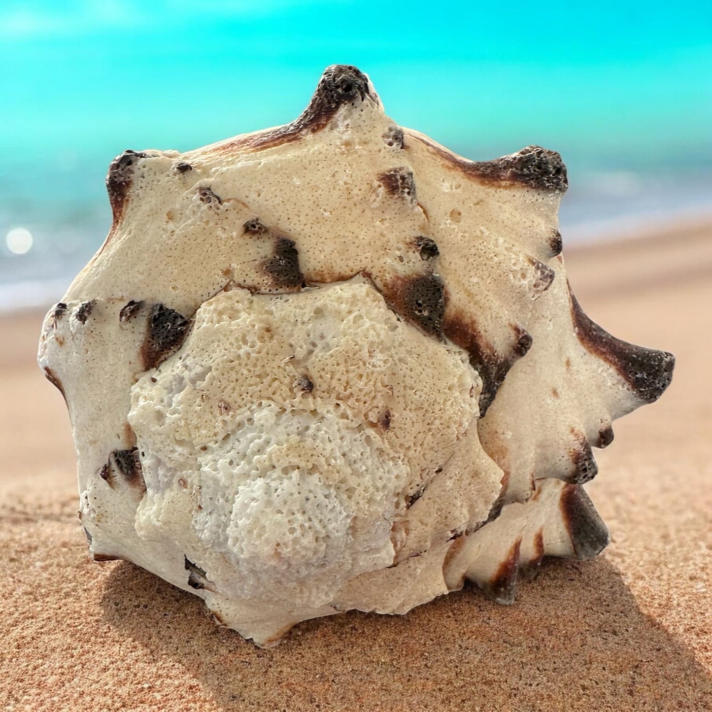 Large Conch Seashell Black White Spiky Real Rare Natural Big Decorative Sea Shells Coastal Beach Home Decor Ocean Decoration Collection Gift