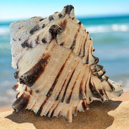 Large Conch Seashell Black White Spiky Real Rare Natural Big Decorative Sea Shells Coastal Beach Home Decor Ocean Decoration Collection Gift