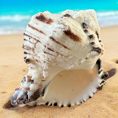 Large Conch Seashell Black White Spiky Real Rare Natural Big Decorative Sea Shells Coastal Beach Home Decor Ocean Decoration Collection Gift