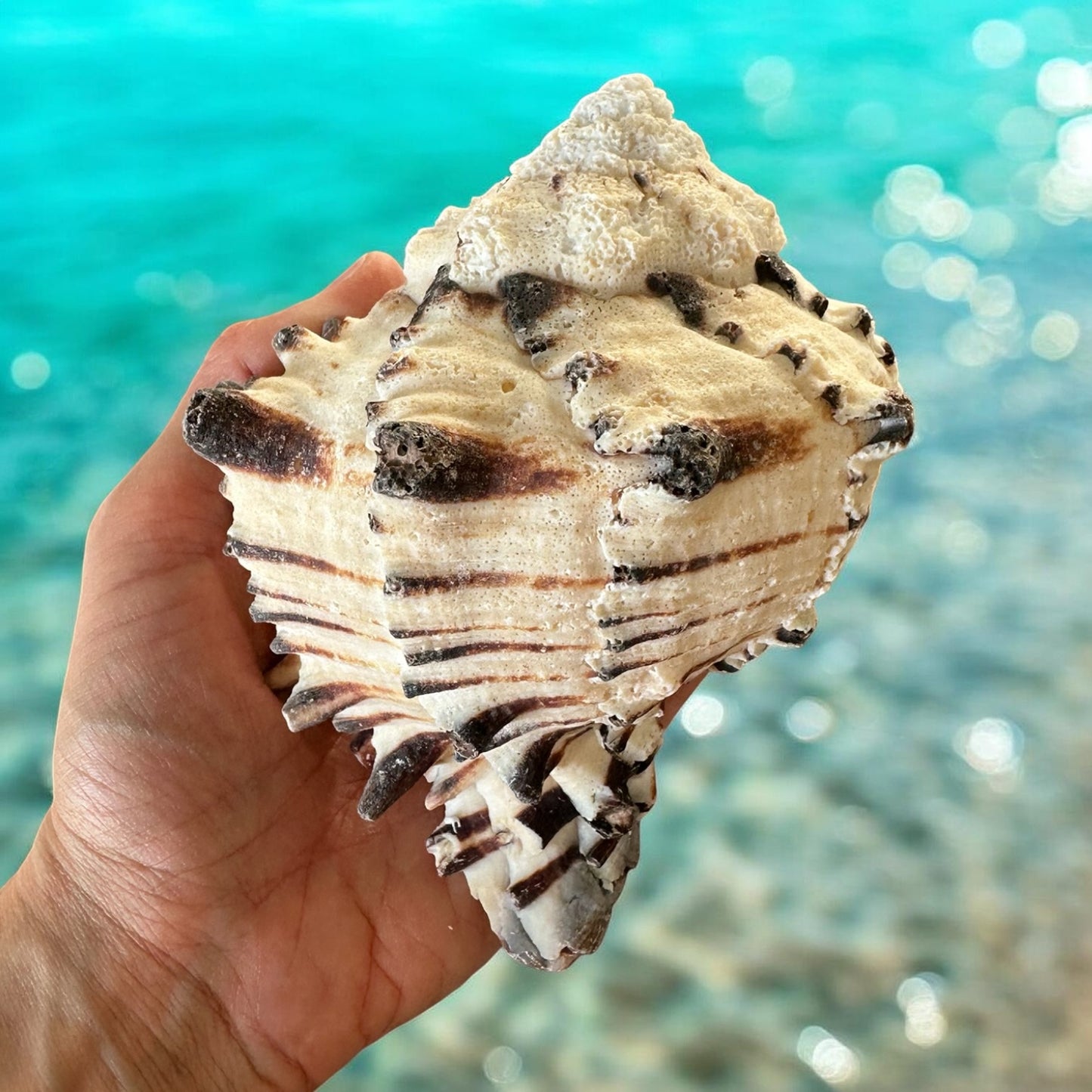 Large Conch Seashell Black White Spiky Real Rare Natural Big Decorative Sea Shells Coastal Beach Home Decor Ocean Decoration Collection Gift