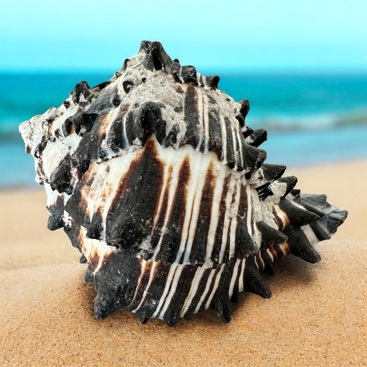 Large Conch Seashell Black White Spiky Real Rare Natural Big Decorative Sea Shells Coastal Beach Home Decor Ocean Decoration Collection Gift