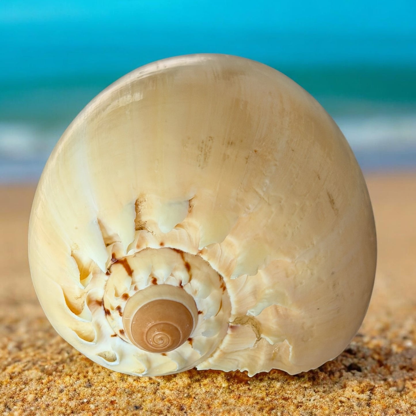 Large Conch Seashell Rare Orange Round Brown Pattern Natural Big Ocean Sea Shell Coastal Home Decor Nautical Centerpiece Display Beach House Aquarium Decoration