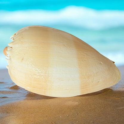 Large Conch Seashell Rare Orange Round Brown Pattern Natural Big Ocean Sea Shell Coastal Home Decor Nautical Centerpiece Display Beach House Aquarium Decoration