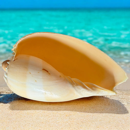 Large Conch Seashell Rare Orange Round Brown Pattern Natural Big Ocean Sea Shell Coastal Home Decor Nautical Centerpiece Display Beach House Aquarium Decoration