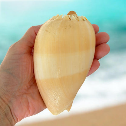 Large Conch Seashell Rare Orange Round Brown Pattern Natural Big Ocean Sea Shell Coastal Home Decor Nautical Centerpiece Display Beach House Aquarium Decoration