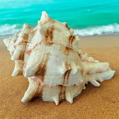 Large Conch Spiky Rare Seashell Decorative Big Sea Shell Coastal Beach Home Decor Nautical Art Craft Fish Tank Aquarium Decoration