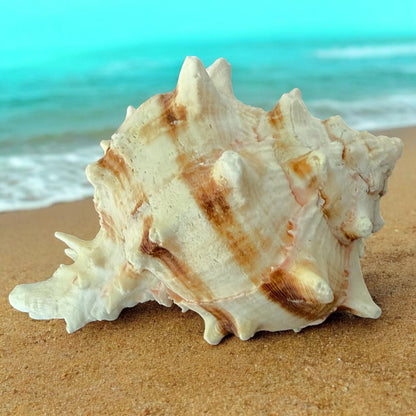 Large Conch Spiky Rare Seashell Decorative Big Sea Shell Coastal Beach Home Decor Nautical Art Craft Fish Tank Aquarium Decoration