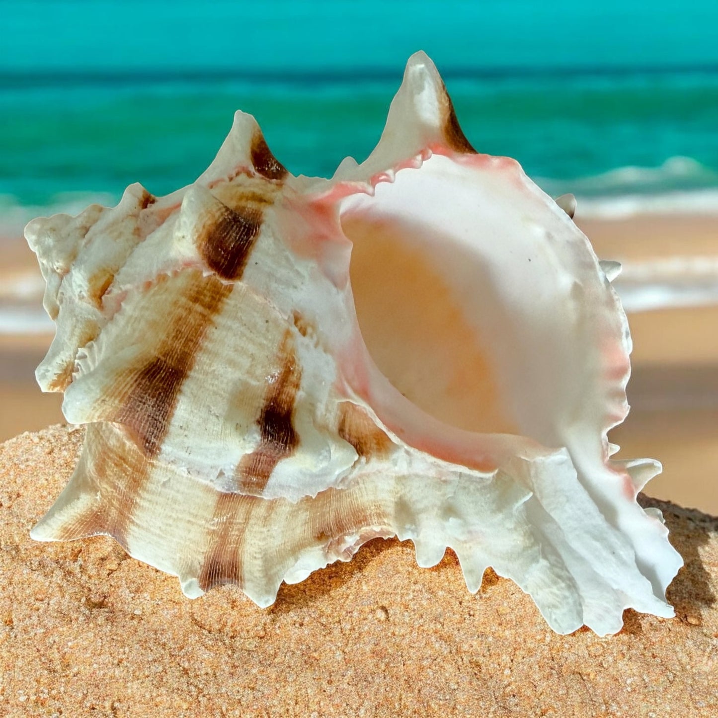 Large Conch Spiky Rare Seashell Decorative Big Sea Shell Coastal Beach Home Decor Nautical Art Craft Fish Tank Aquarium Decoration