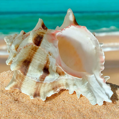Large Conch Spiky Rare Seashell Decorative Big Sea Shell Coastal Beach Home Decor Nautical Art Craft Fish Tank Aquarium Decoration