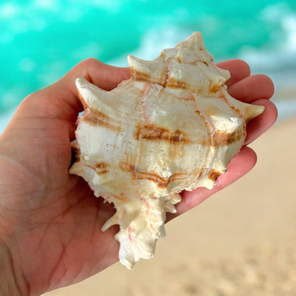Large Conch Spiky Rare Seashell Decorative Big Sea Shell Coastal Beach Home Decor Nautical Art Craft Fish Tank Aquarium Decoration