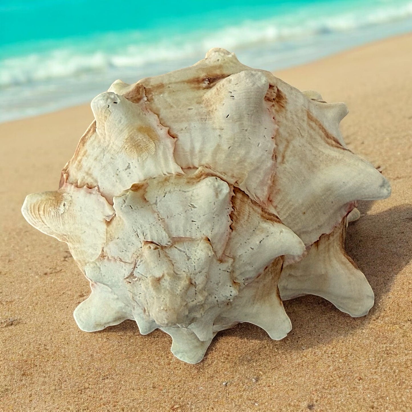 Large Conch Spiky Rare Seashell Decorative Big Sea Shell Coastal Beach Home Decor Nautical Art Craft Fish Tank Aquarium Decoration