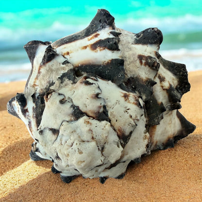 Giant Large Conch Seashell Black White Spiky Real Rare Natural Big Decorative Sea Shells Coastal Beach Home Decor Ocean Decoration Collection Gift