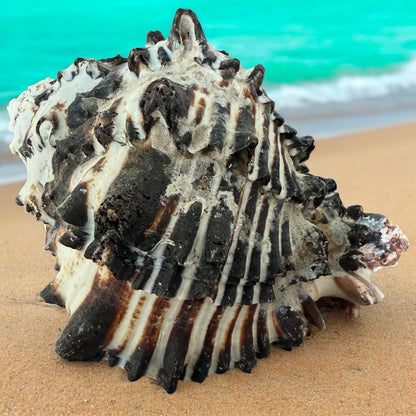 Giant Large Conch Seashell Black White Spiky Real Rare Natural Big Decorative Sea Shells Coastal Beach Home Decor Ocean Decoration Collection Gift