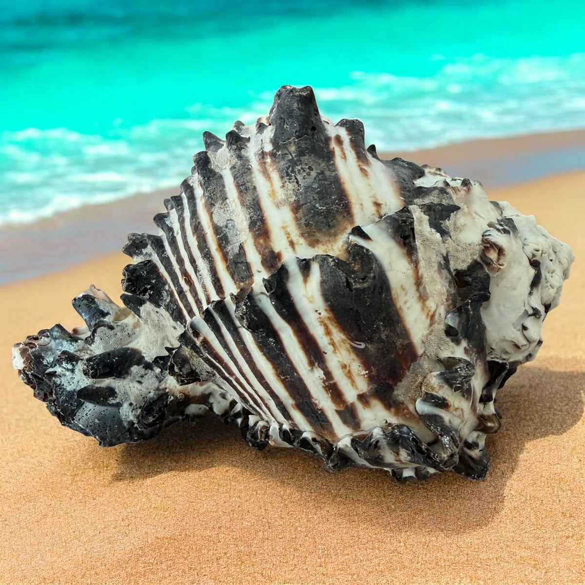 Giant Large Conch Seashell Black White Spiky Real Rare Natural Big Decorative Sea Shells Coastal Beach Home Decor Ocean Decoration Collection Gift