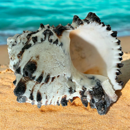 Giant Large Conch Seashell Black White Spiky Real Rare Natural Big Decorative Sea Shells Coastal Beach Home Decor Ocean Decoration Collection Gift