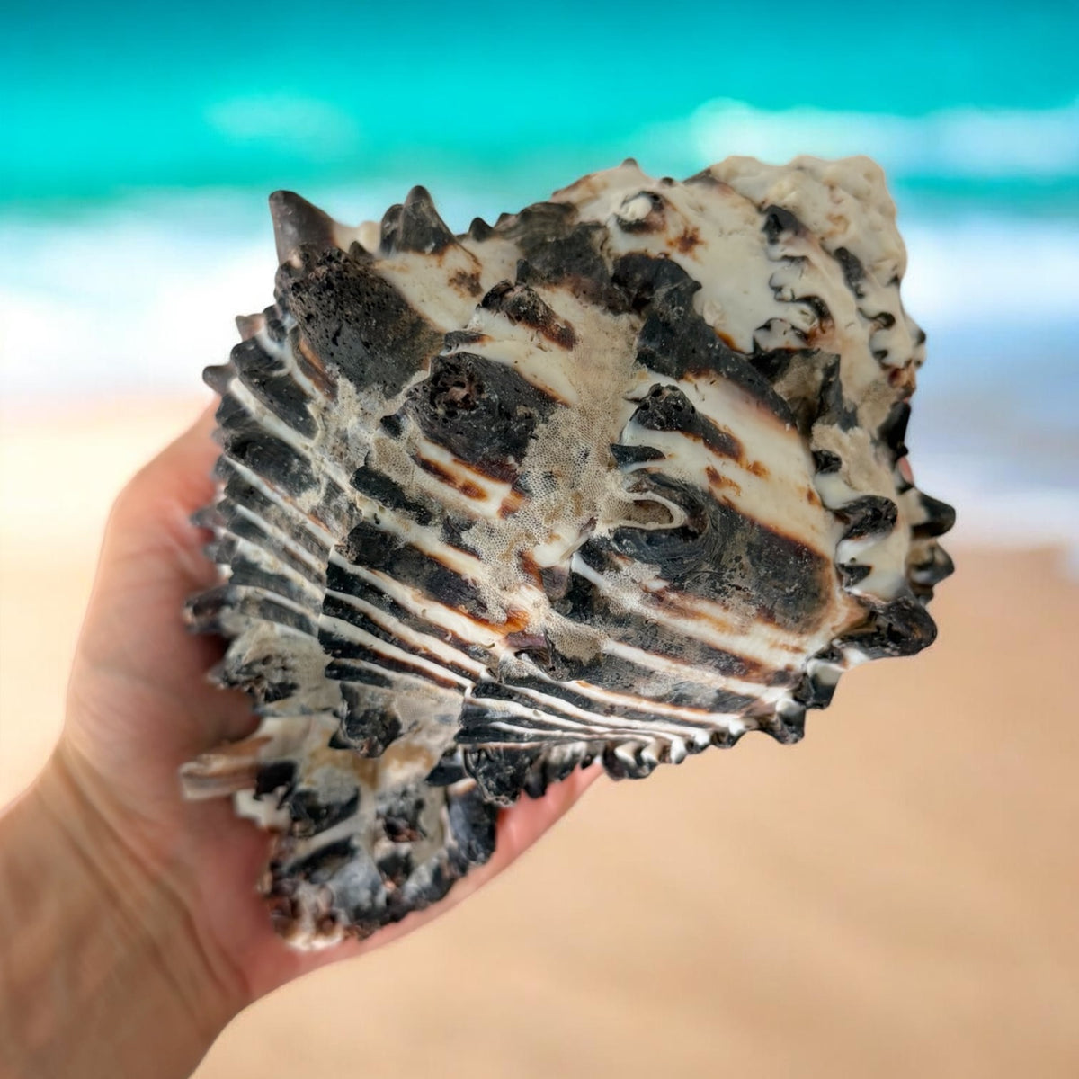 Giant Large Conch Seashell Black White Spiky Real Rare Natural Big Decorative Sea Shells Coastal Beach Home Decor Ocean Decoration Collection Gift