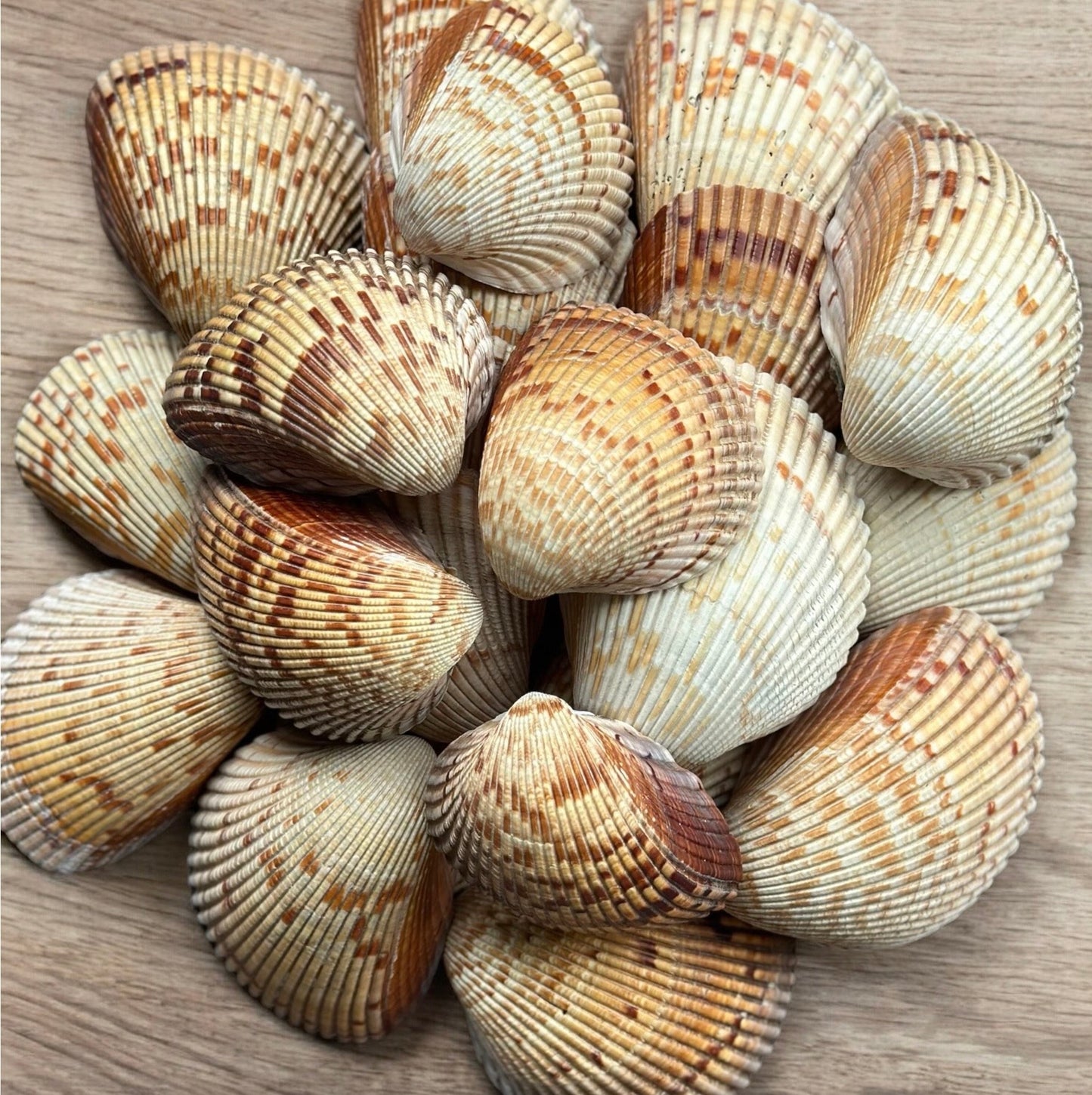 Giant Atlantic Cockle Seashells Rare Large Natural Beach Home Decor Candle Making Big Coastal Sea Shells Art Craft Ocean Aquarium Decoration